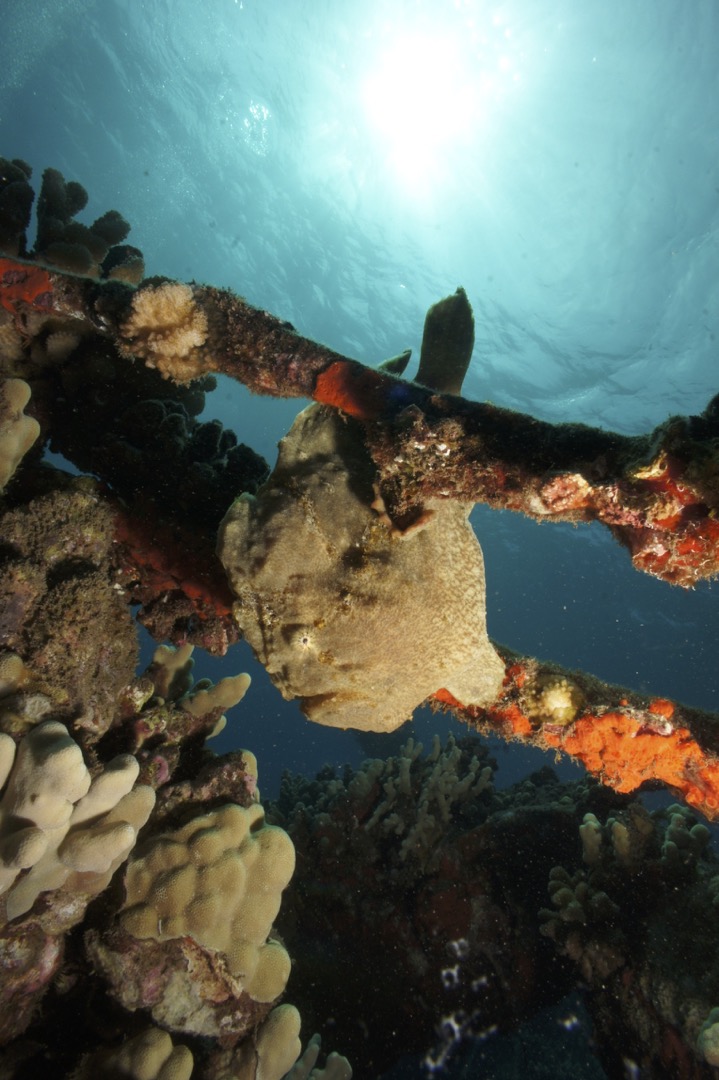 Fish and wreckage at the Town Pier