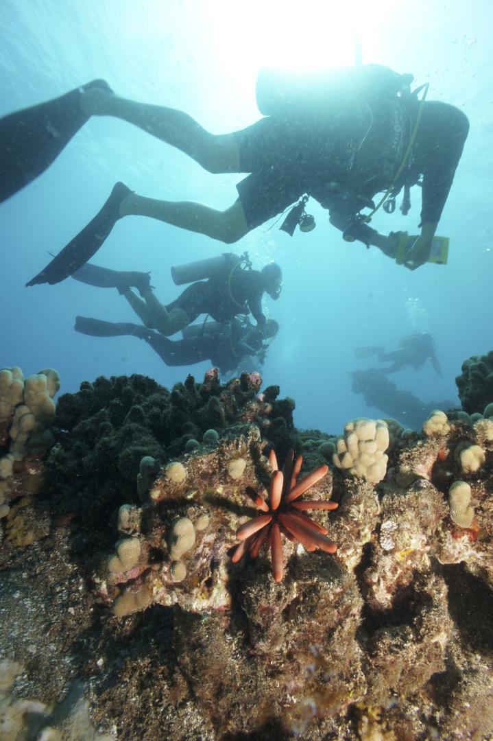 Divers hover over the reef