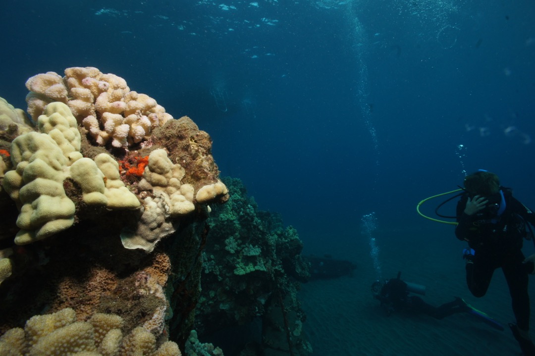 Maui reef