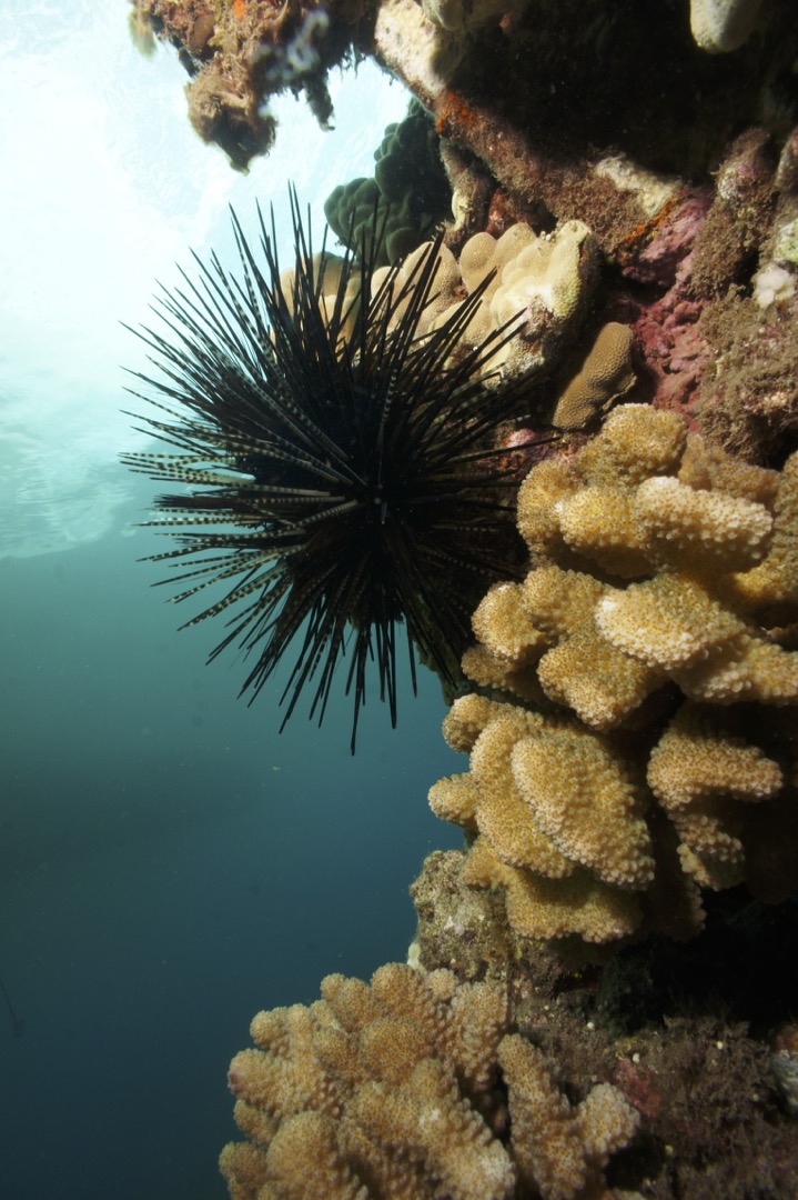 Urchin on the Town Pier