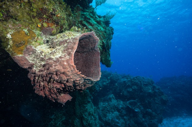 Cozumel 2017 (2 of 52).jpg