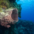 Cozumel 2017 (2 of 52).jpg