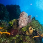Cozumel 2017 (7 of 52).jpg