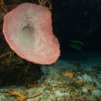 Cozumel 2017 (10 of 52).jpg
