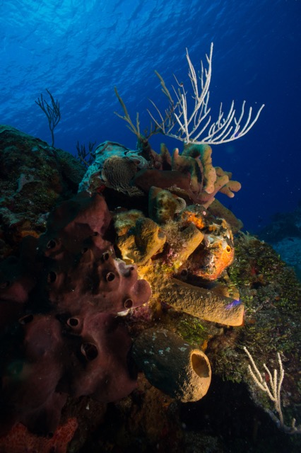 Cozumel 2017 (14 of 52).jpg