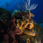 Cozumel 2017 (14 of 52).jpg