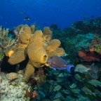 Cozumel 2017 (15 of 52).jpg
