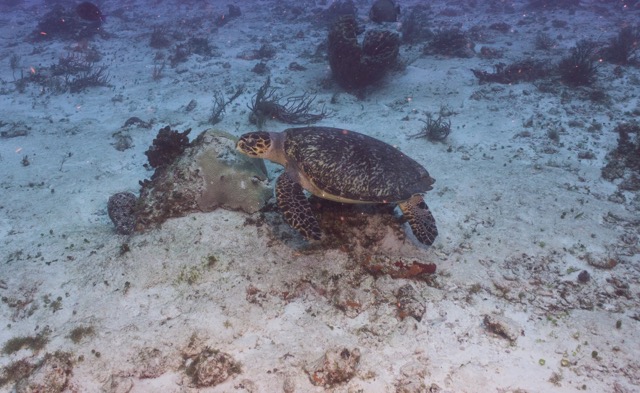 Cozumel 2017 (17 of 52).jpg