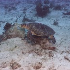Cozumel 2017 (17 of 52).jpg