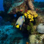 Cozumel 2017 (18 of 52).jpg