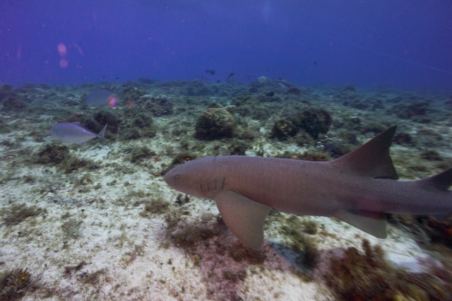 Cozumel 2017 (20 of 52).jpg