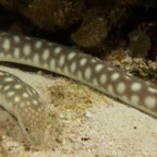 Cozumel 2017 (23 of 52).jpg