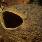 Cozumel 2017 (24 of 52).jpg