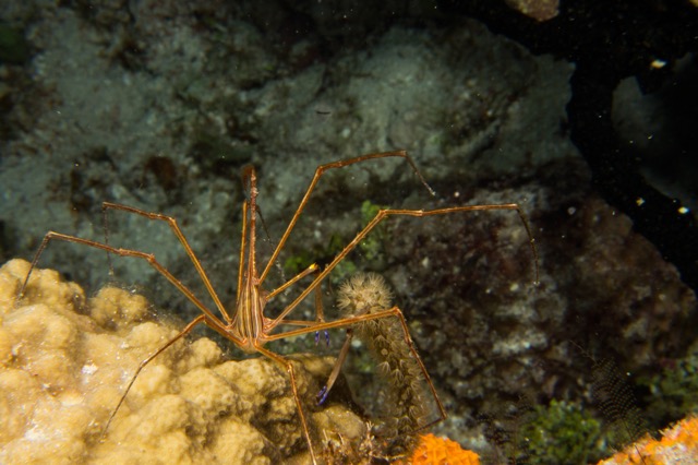Cozumel 2017 (25 of 52).jpg