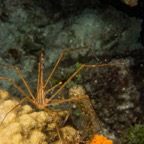 Cozumel 2017 (25 of 52).jpg