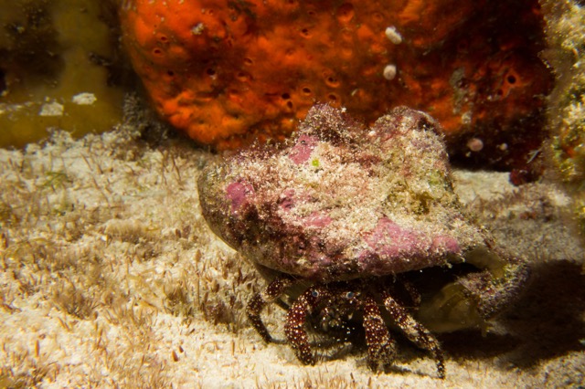 Cozumel 2017 (26 of 52).jpg