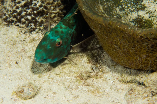 Cozumel 2017 (31 of 52).jpg