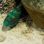 Cozumel 2017 (31 of 52).jpg