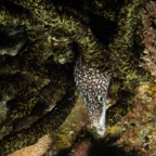Cozumel 2017 (33 of 52).jpg