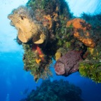 Cozumel 2017 (34 of 52).jpg