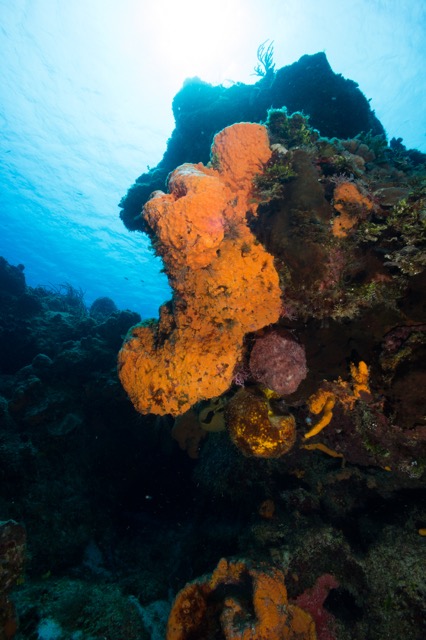 Cozumel 2017 (46 of 52).jpg