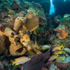 Cozumel 2017 (47 of 52).jpg