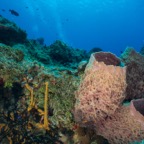 Cozumel 2017 (49 of 52).jpg