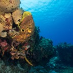 Cozumel 2017 (50 of 52).jpg