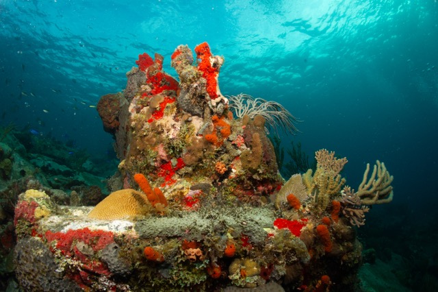 Cistern Rock coral/sponge formation