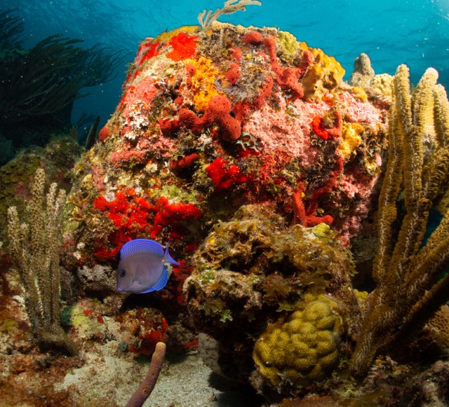 Blue Tang under a coral head, Cistern Rock