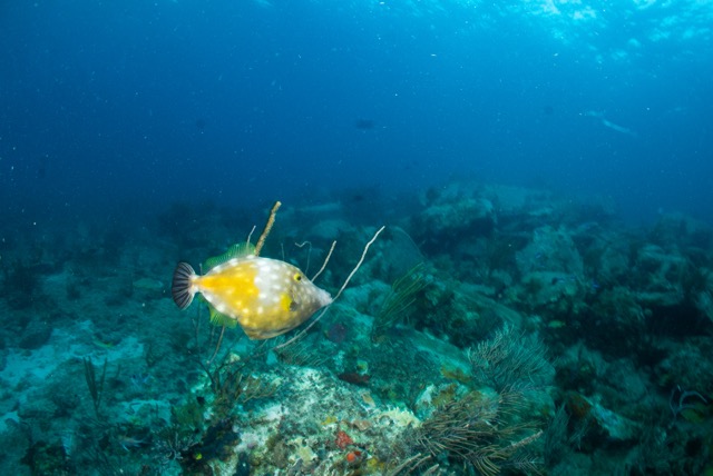 White Spotted Filefish