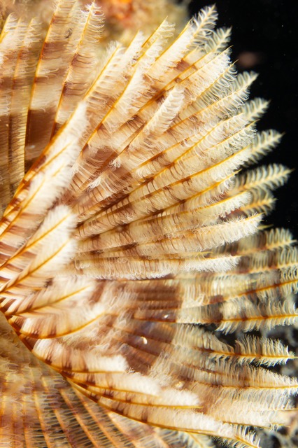 Feather Worm macro