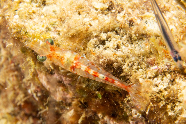 Not sure what type of shrimp this is - but he's quite small, no more than an inch long.