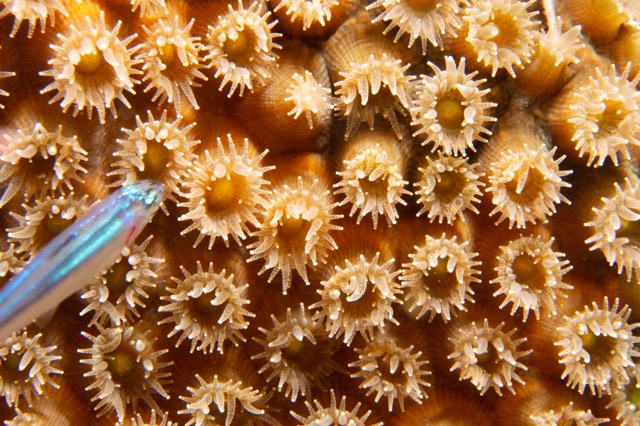 Coral open for feeding - night dive
