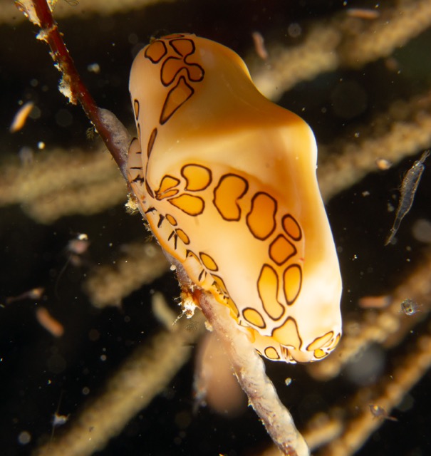 Flamingo Tounge Slug
