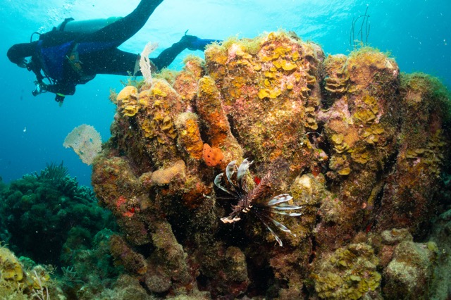 Diver flyover