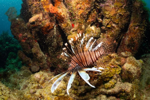 Lionfish - not native and very destructive in the Caribbean. But undeniably beautiful.