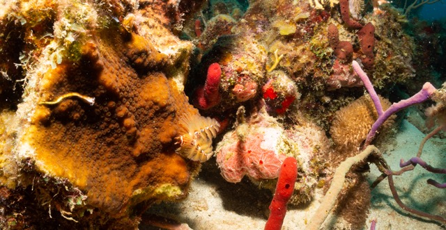 Christmas Tree Worms, coral, and red sponges.