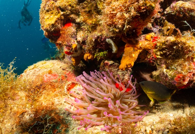 Anemone with yellow grunt.