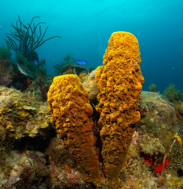 Pair of tube sponges.