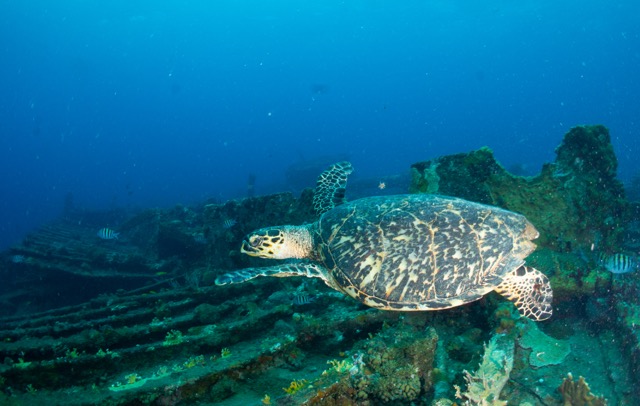 Turtle on the Rhone.