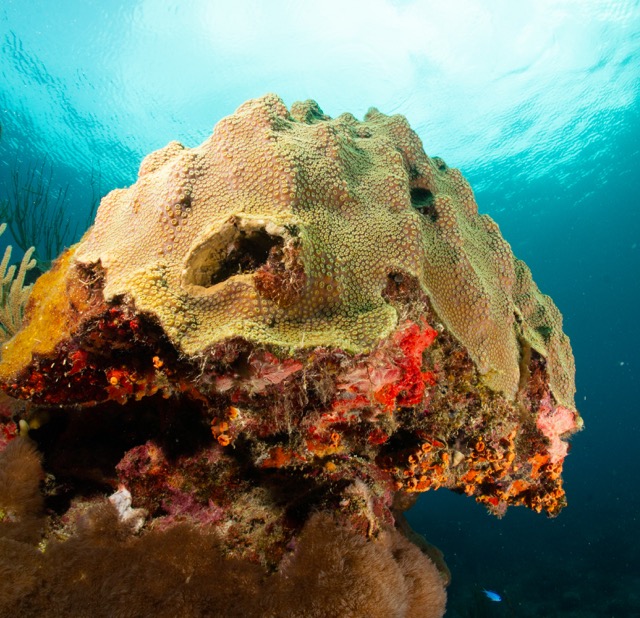 Coral head with sponges and cup corals underneath.