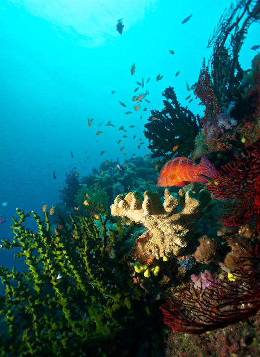 Coral garden