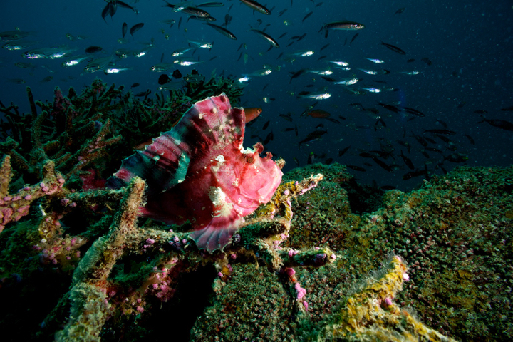 Pink leaf fish waiting for dinner