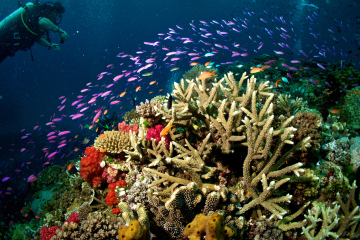 Purple minnows over staghorn coral