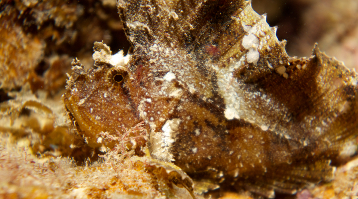 Rock fish, patient with his portrait taker