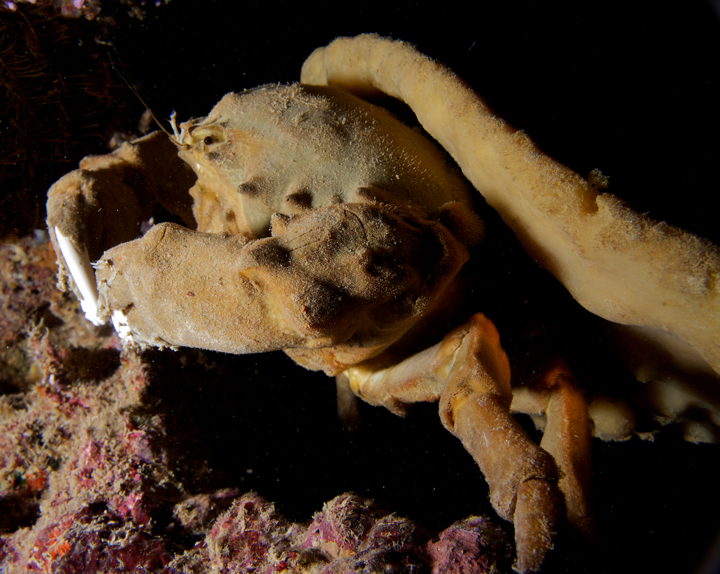 Decorator crab with a sponge hat
